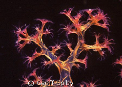 soft coral by Geoff Spiby 